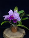 Cattleya warscewiczii 'Gigante do Cuete' от AWZ